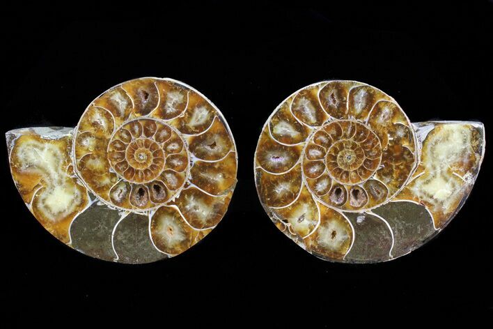 Cut & Polished Ammonite Fossil - Anapuzosia? #72957